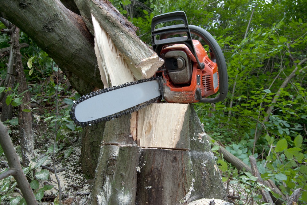 Cutting Edge: The Art of Tree Surgery in Sussex